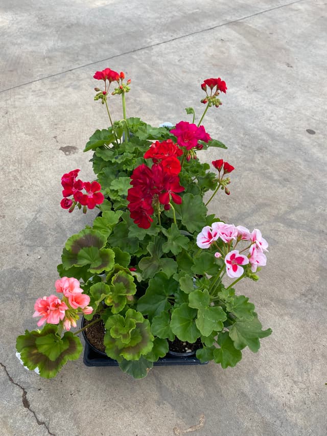 fundraiser flowers