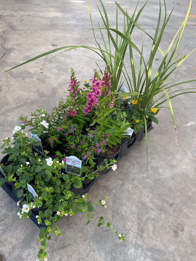 fundraiser flowers