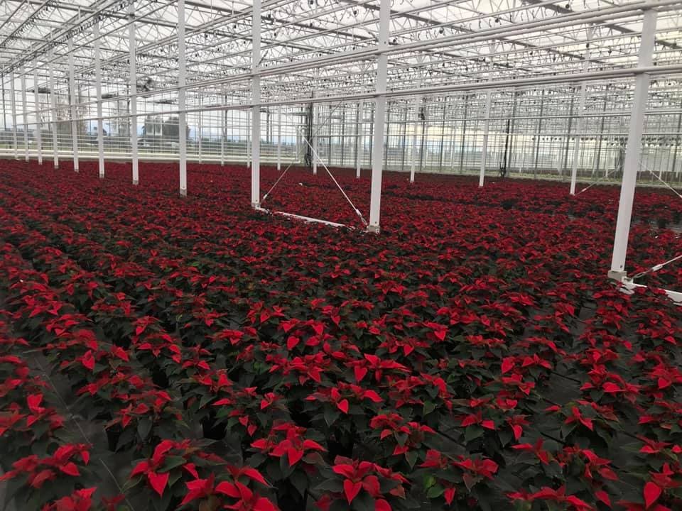 rows of poinsettias