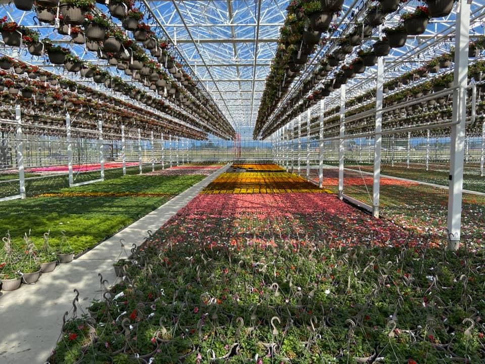 greenhouse full of flowers