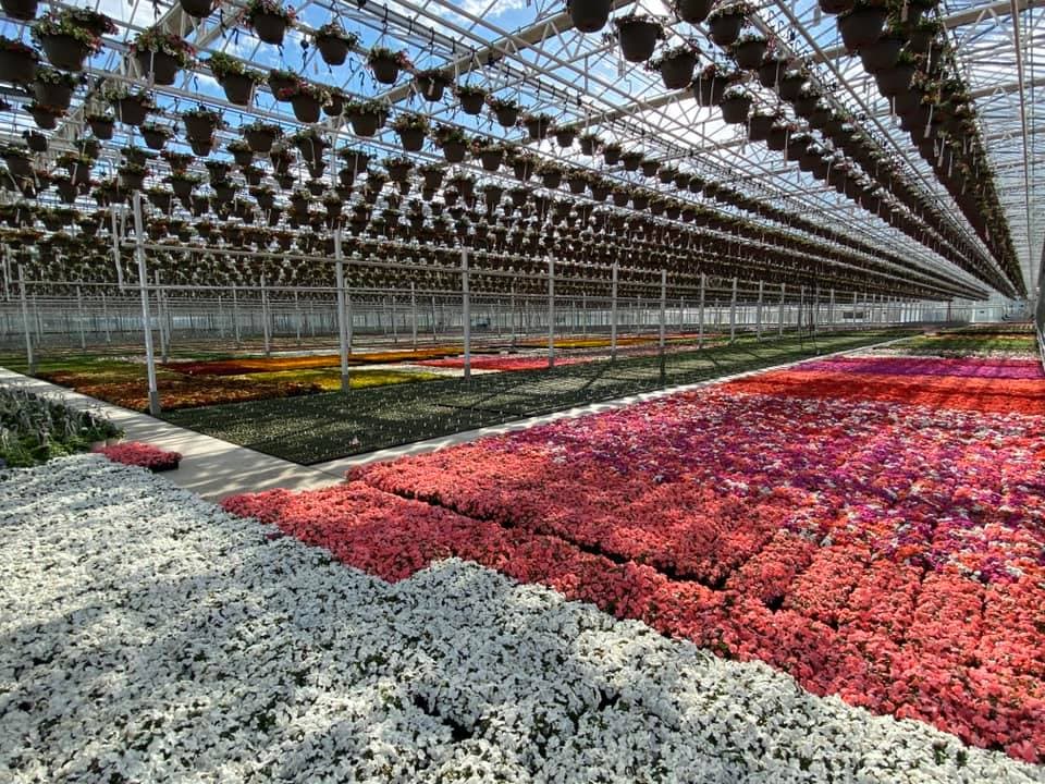 flowers blooming in a greenhouse